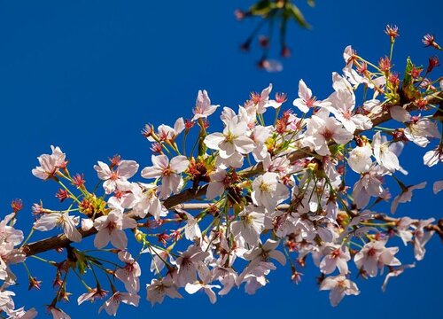 樱花又叫什么花