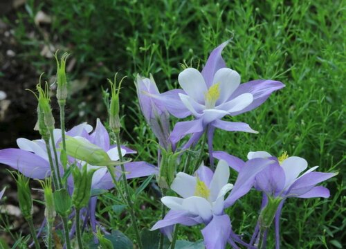 耐寒多年生草本花卉有哪些"