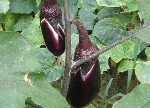 茄子种植间距是多少"