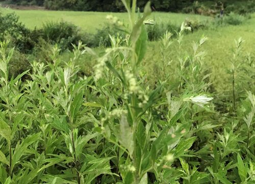 家里种艾草风水好吗