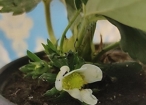 室外草莓冬天会冻死吗"