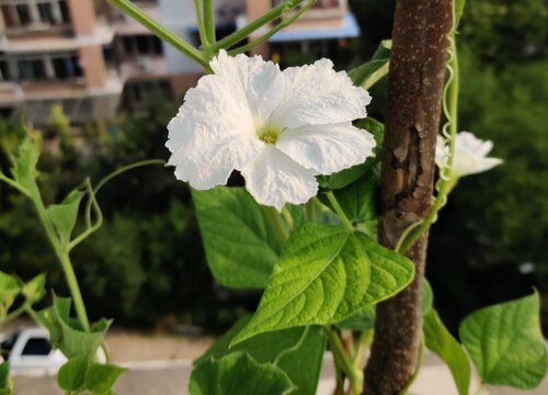 葫芦多久开花一次"