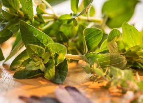 麝香是什么植物