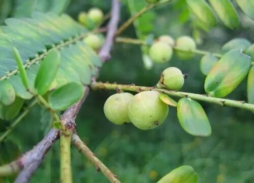 油甘子什么季节成熟上市"