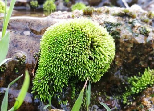 苔藓属于什么植物类型"