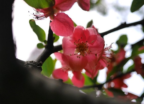 海棠什么时候发芽长叶