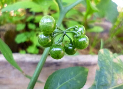 龙葵果什么季节成熟上市