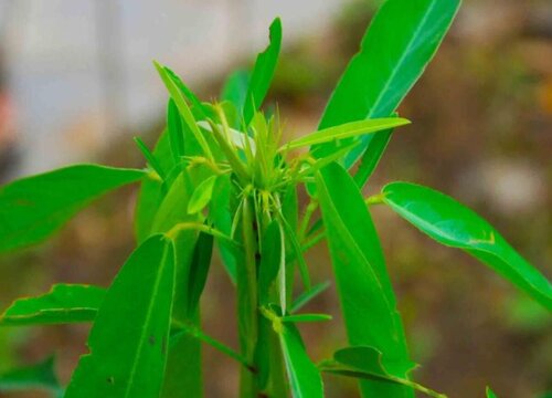 跳舞草属于什么植物类型