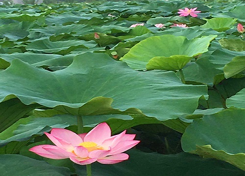 代表清廉的植物有哪些