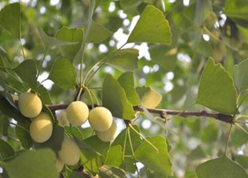 银杏果什么季节成熟上市