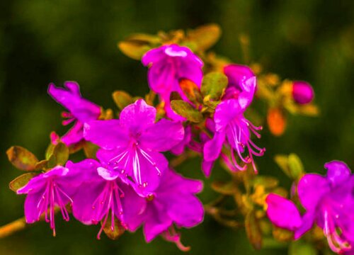 杜鹃是什么季节开的花