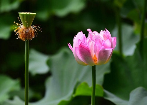 莲花是什么季节开的花