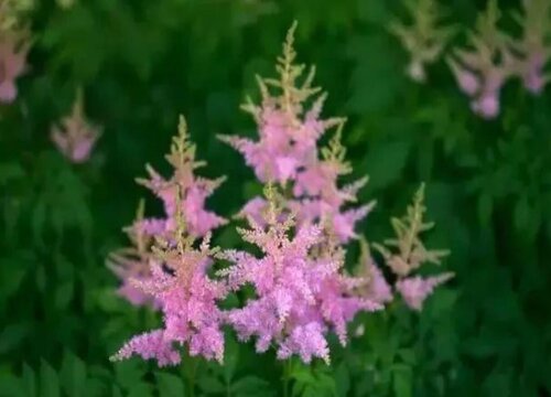 耐阴宿根花卉有哪些"