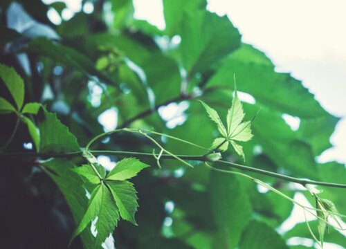 爬山虎是什么植物"