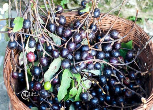 胭脂果什么季节成熟上市