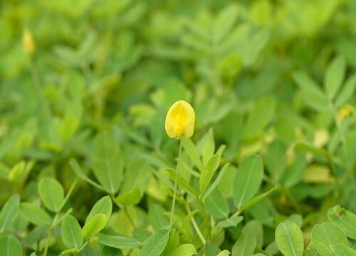 春花生什么时候收获 在几月份收获好