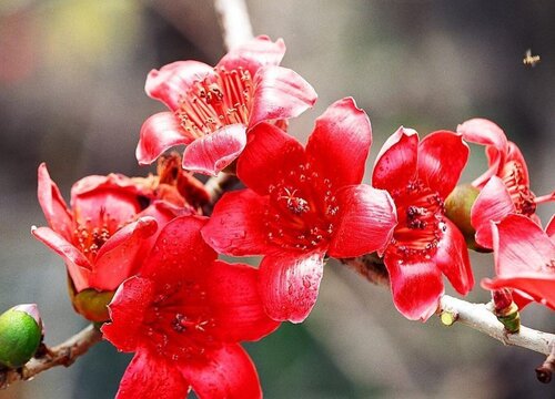 木棉花是什么季节开的花