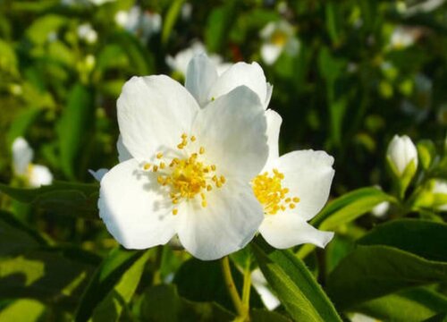 茉莉只长叶子不开花原因及处理方法