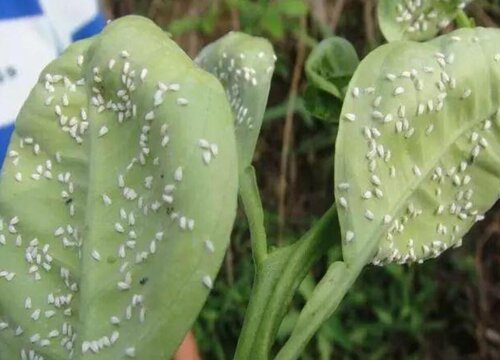 花草长虫子怎么办