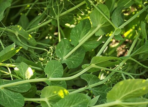 蔬菜什么季节成熟上市