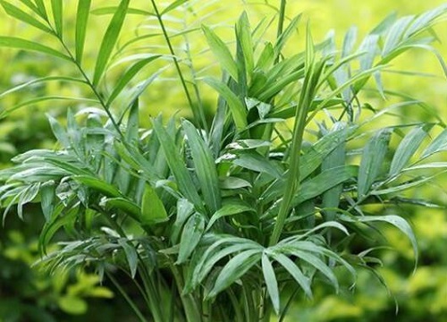 袖珍椰子可以淋雨吗