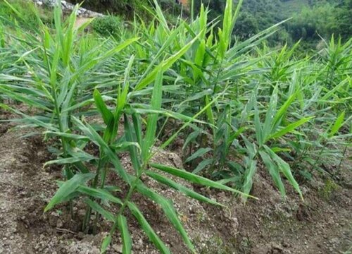 生姜适合什么地方种植"