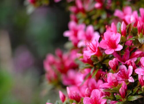 杜鹃花花语和寓意 象征着什么意思