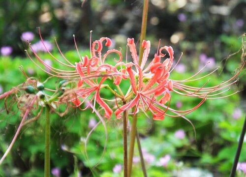 曼珠沙华花谢2