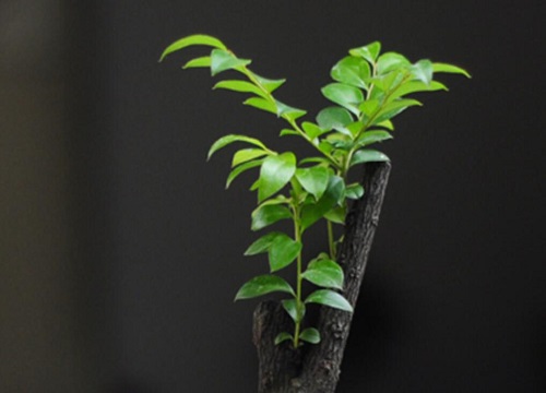 黑骨茶是什么植物类别"