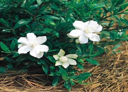 大栀子花一年开几次花"