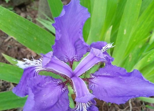 鸢尾花香味有毒吗