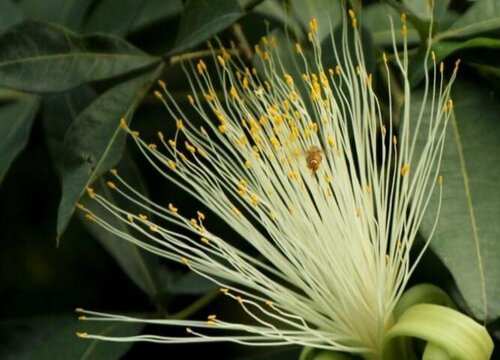 招财树开花1