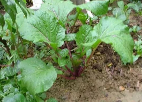 苔菜哪里产的最好