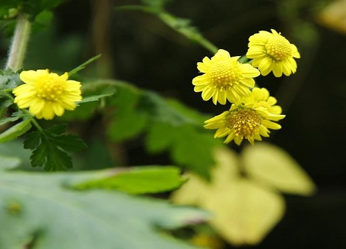 野菊花花语代表什么意思"