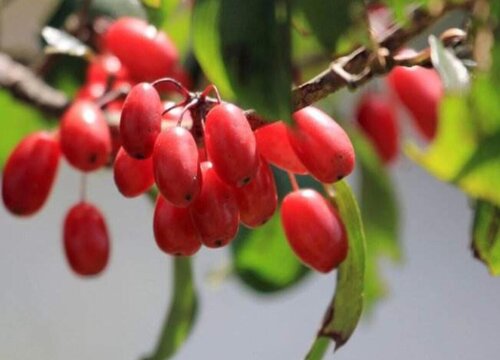 紫萸是什么植物 属于什么类别植物