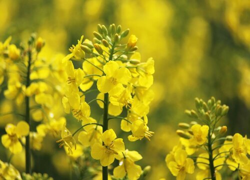 表示加油的花