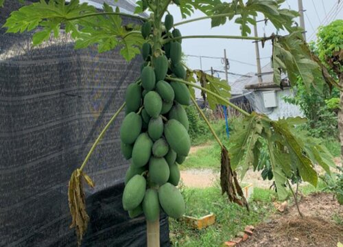 家里种木瓜树风水好吗