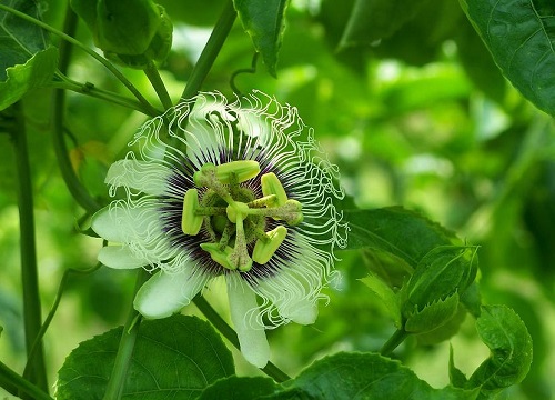 百香果是什么植物