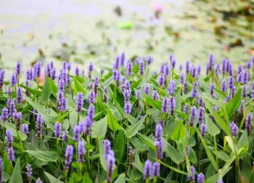 室内水栽花卉有哪些