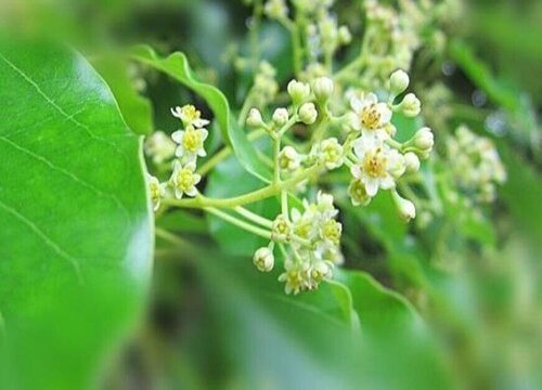 樟树花可以做肥料吗"