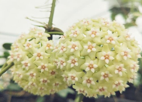 球兰花一年开几次花