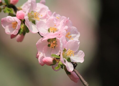 杏花是什么季节开的花"