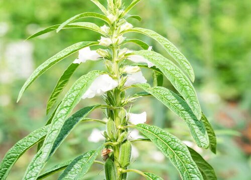 芝麻耐旱吗 是喜水还是喜旱植物