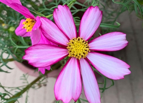 格桑花多久开花一次"