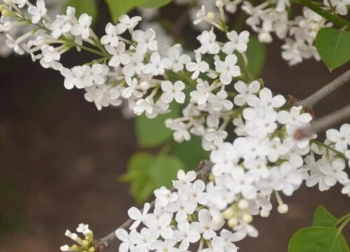 白丁香花一年开几次花