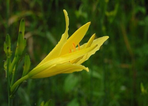 黄花菜种植时间和方法"