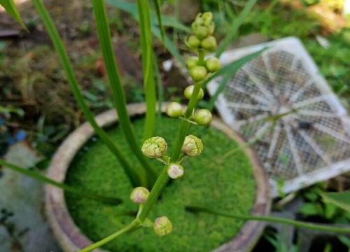 菰是什么植物