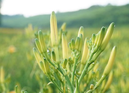 黄花菜的生长周期是多长时间