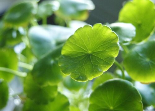 水里生长的植物有哪些"