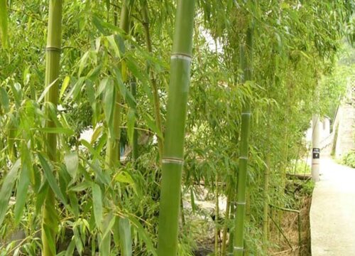 竹怎么养才能更旺盛